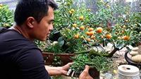 Kỹ thuật trồng các loại cây ăn quả trồng chậu trong nhà